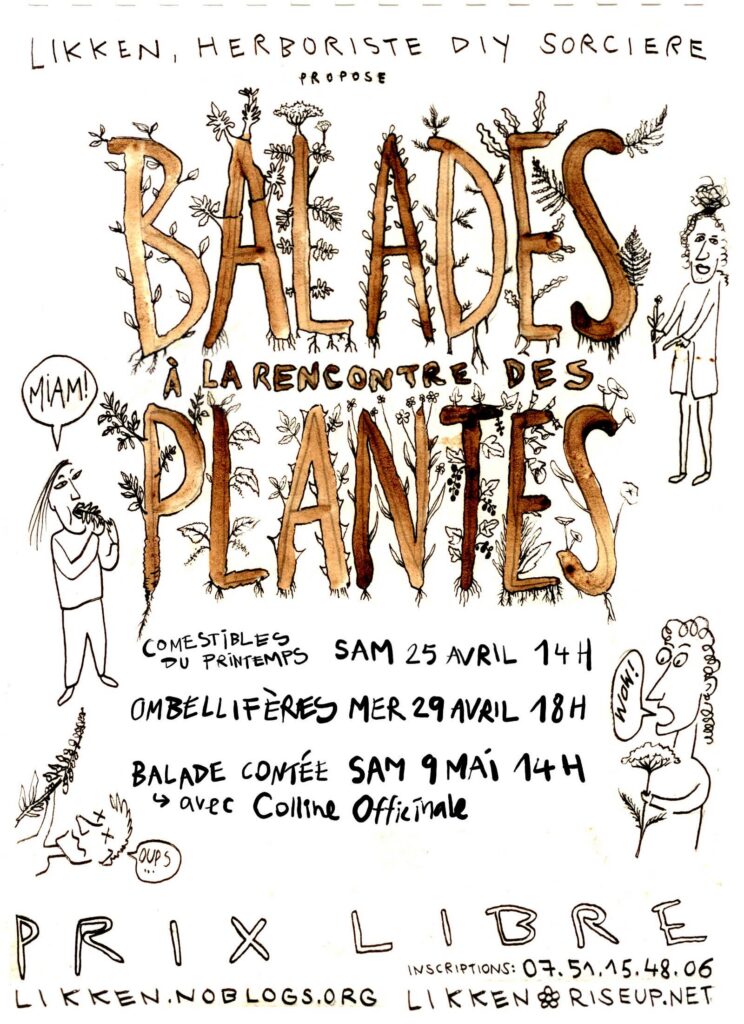 balade botanique, recolte sauvage